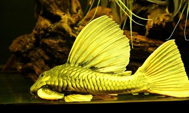 Cá cảnh không cần oxi