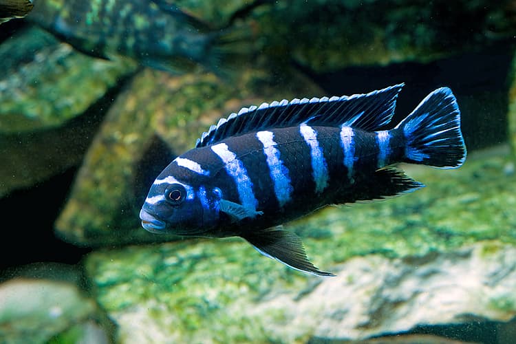 Hình ảnh cá ali xanh vằn