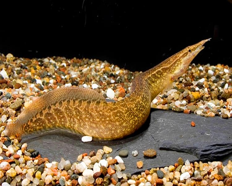Hình ảnh Cá Chạch Bông - Marbled spiny eel