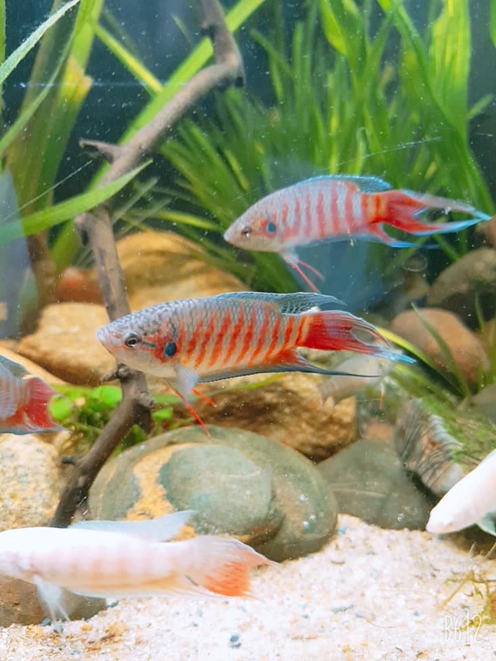 Hình ảnh cá cờ