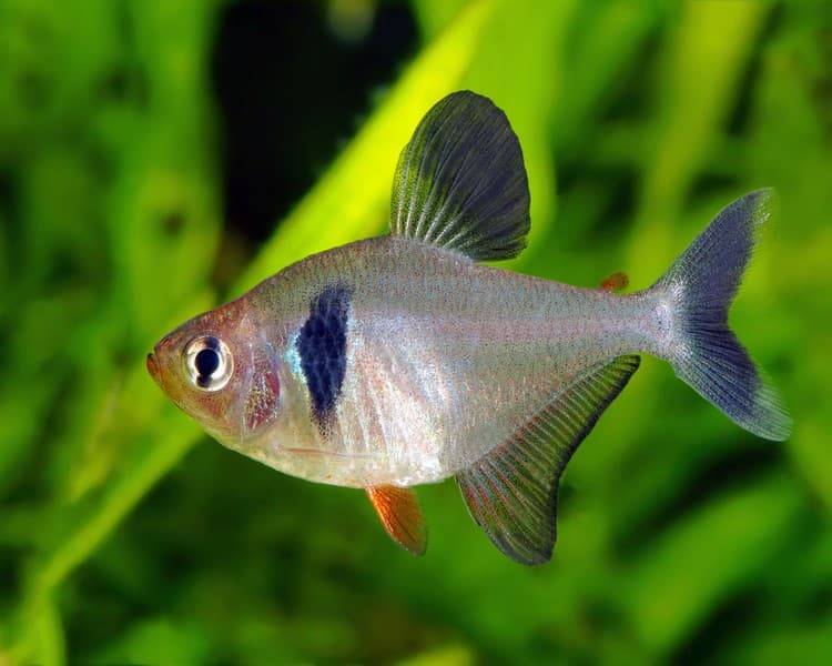 Hình ảnh cá hắc kỳ