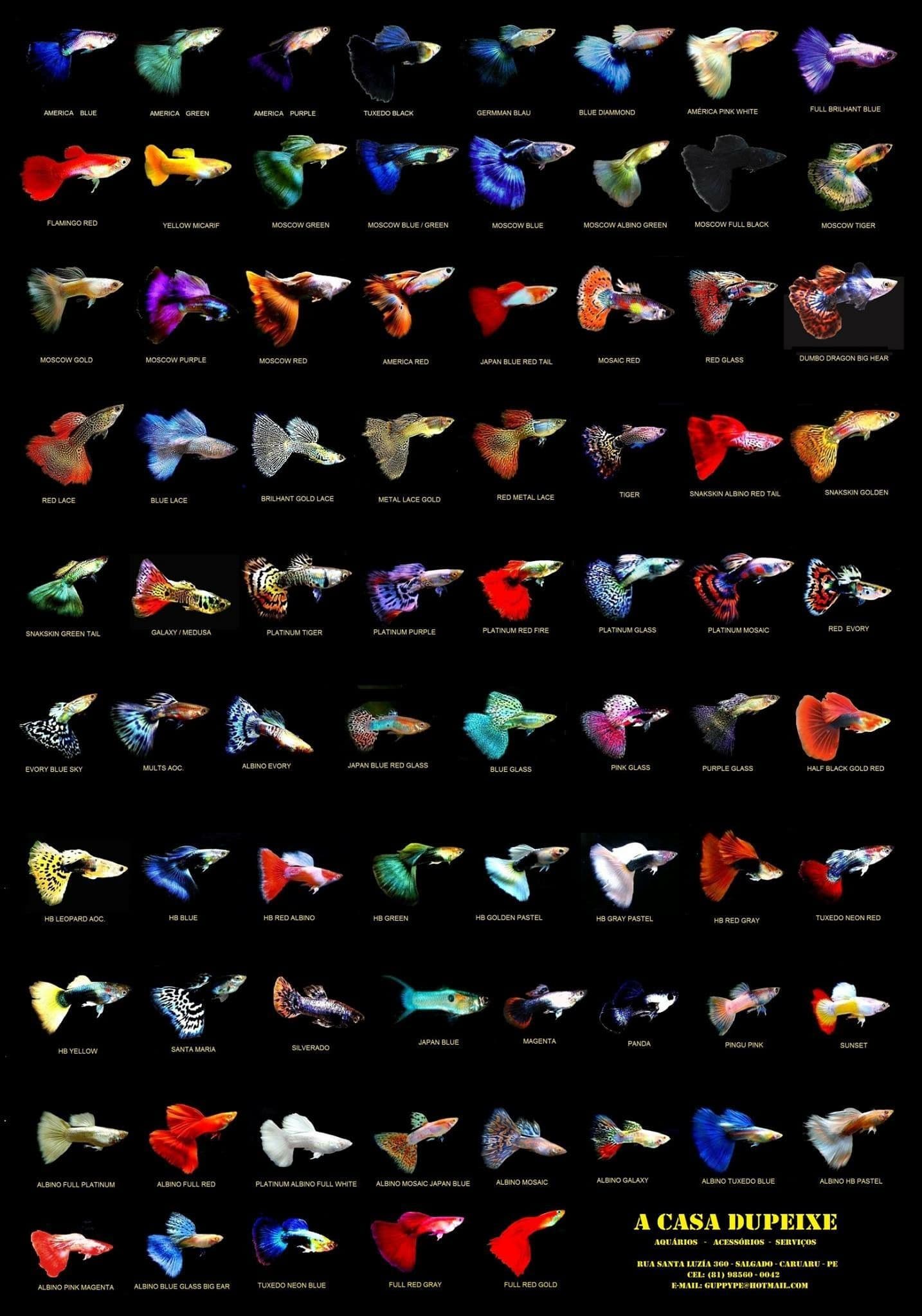Hình ảnh về cá bảy màu, cá guppy