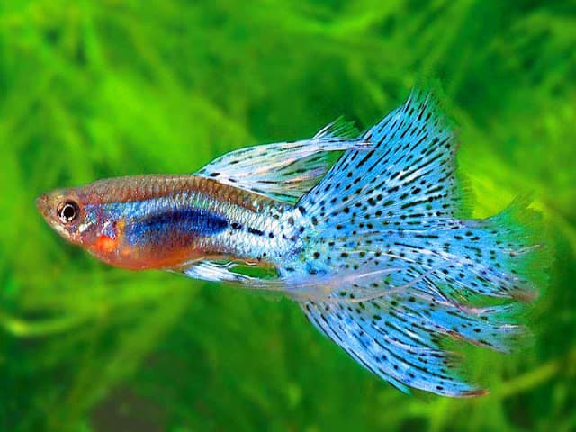 Hình ảnh về cá bảy màu, cá guppy