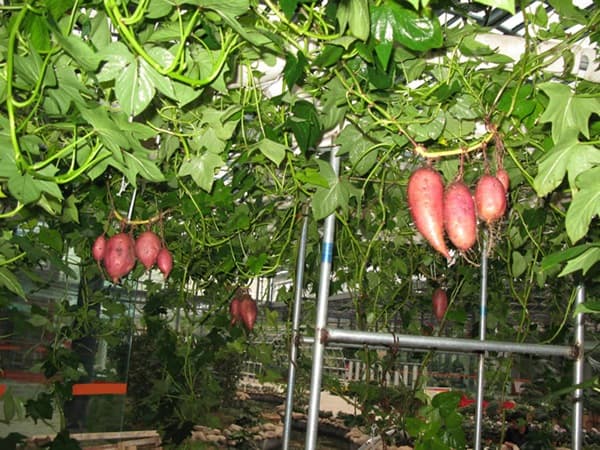 Độc đáo trồng khoai lang trên giàn