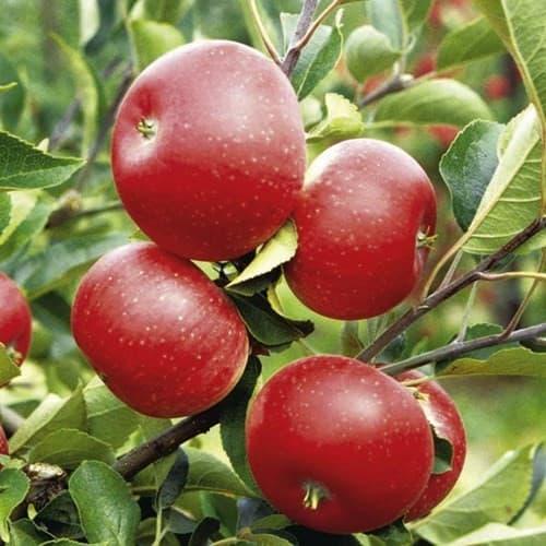 Giống táo ruột đỏ