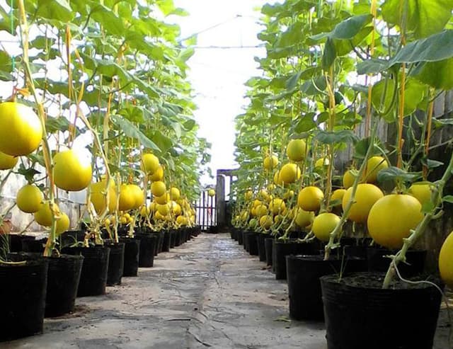 Thu 3 tạ dưa trên sân thượng 40m², nông dân phố lập Thu 3 tạ dưa trên sân thượng 40m², nông dân phố lập