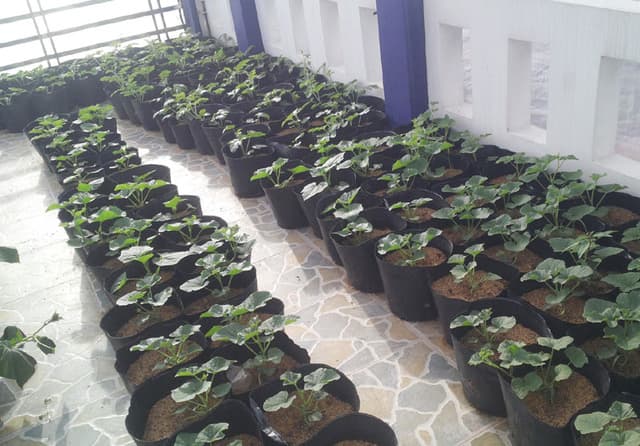 Thu 3 tạ dưa trên sân thượng 40m², nông dân phố lập Thu 3 tạ dưa trên sân thượng 40m², nông dân phố lập