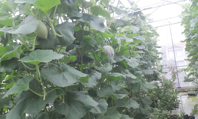 Thu 3 tạ dưa trên sân thượng 40m², nông dân phố lập Thu 3 tạ dưa trên sân thượng 40m², nông dân phố lập