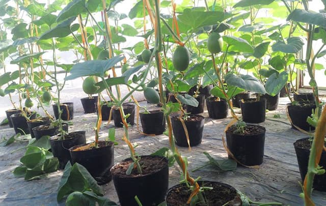 Thu 3 tạ dưa trên sân thượng 40m², nông dân phố lập Thu 3 tạ dưa trên sân thượng 40m², nông dân phố lập