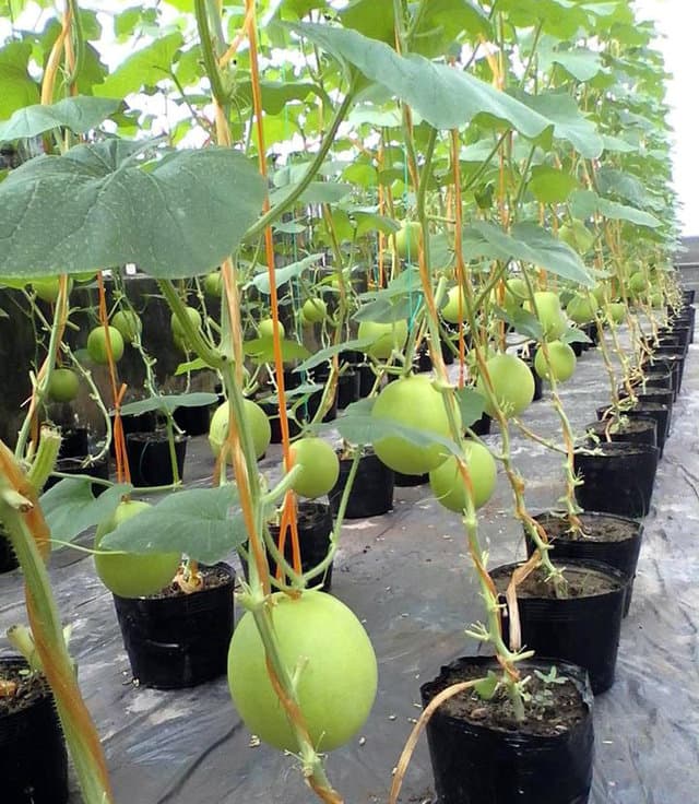 Thu 3 tạ dưa trên sân thượng 40m², nông dân phố lập Thu 3 tạ dưa trên sân thượng 40m², nông dân phố lập