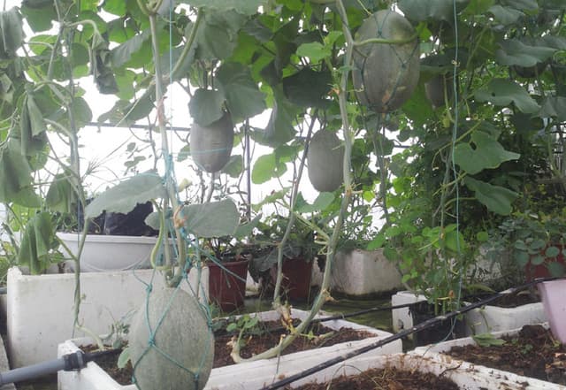 Thu 3 tạ dưa trên sân thượng 40m², nông dân phố lập Thu 3 tạ dưa trên sân thượng 40m², nông dân phố lập