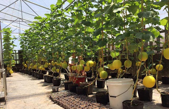 Thu 3 tạ dưa trên sân thượng 40m², nông dân phố lập Thu 3 tạ dưa trên sân thượng 40m², nông dân phố lập