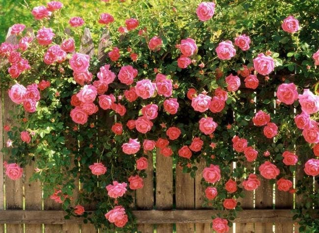 Ban công đẹp mê ly với cách trồng hoa hồng leo đơn giản