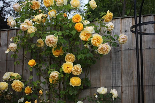 Ban công đẹp mê ly với cách trồng hoa hồng leo đơn giản
