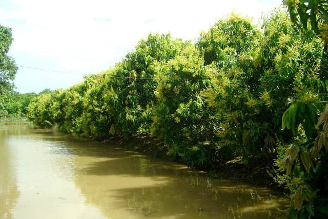 Độc đáo mô hình kinh doanh “Cây xoài nhà tôi” Độc đáo mô hình kinh doanh “Cây xoài nhà tôi”