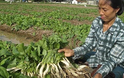 Trồng cây rau màu trên rơm nông dân làm giàu đơn giản