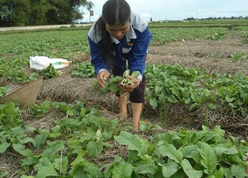 Trồng cây rau màu trên rơm nông dân làm giàu đơn giản