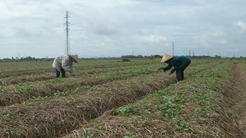 Trồng cây rau màu trên rơm nông dân làm giàu đơn giản