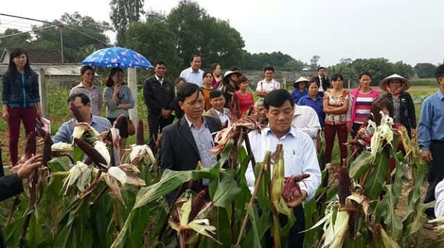 Trồng ngô nếp tím - cho bắp to, màu sắc đẹp mắt thu lợi nhuận cao