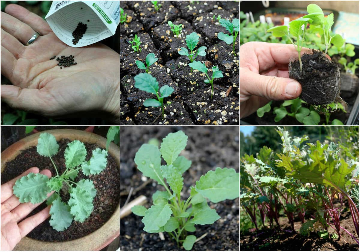 5 loại rau, củ, quả tự trồng được quan tâm nhất 5 loại rau, củ, quả tự trồng được quan tâm nhất