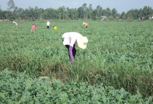 Lão nông “khai sinh” dưa hấu Mỹ Lộc và doanh thu 400 triệu/năm