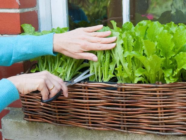 Học cách trồng rau xà lách đơn giản tại nhà phục vụ rau sạch