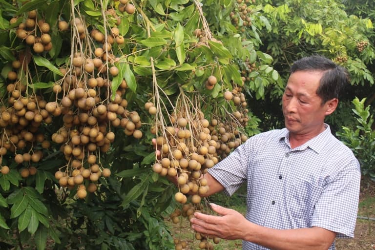 Kỹ thuật trồng cây nhãn lồng cho quả sai trĩu cành