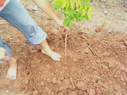 Kỹ thuật trồng cây nhãn lồng cho quả sai trĩu cành