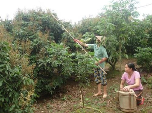 Kỹ thuật trồng cây nhãn lồng cho quả sai trĩu cành