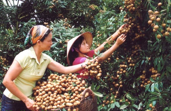 Kỹ thuật trồng cây nhãn lồng cho quả sai trĩu cành