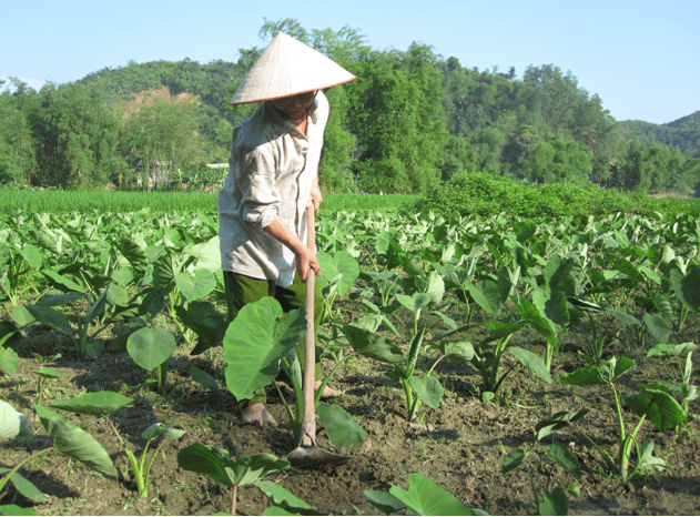 Kỹ thuật trồng khoai sọ cho năng suất cao - một vốn bốn lời