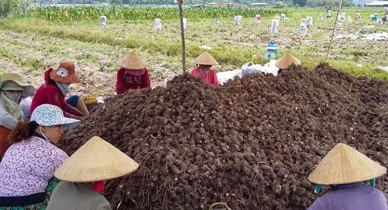 Kỹ thuật trồng khoai sọ cho năng suất cao - một vốn bốn lời