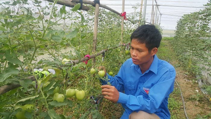 Kỹ sư 8X bỏ về quê trồng rau sạch chỉ lo bị "cháy hàng" Kỹ sư 8X bỏ về quê trồng rau sạch chỉ lo bị "cháy hàng"