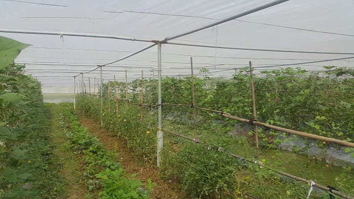 Kỹ sư 8X bỏ về quê trồng rau sạch chỉ lo bị "cháy hàng" Kỹ sư 8X bỏ về quê trồng rau sạch chỉ lo bị "cháy hàng"