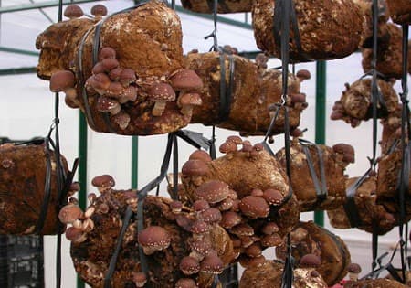 Kĩ thuật trồng và chăm sóc nấm hương