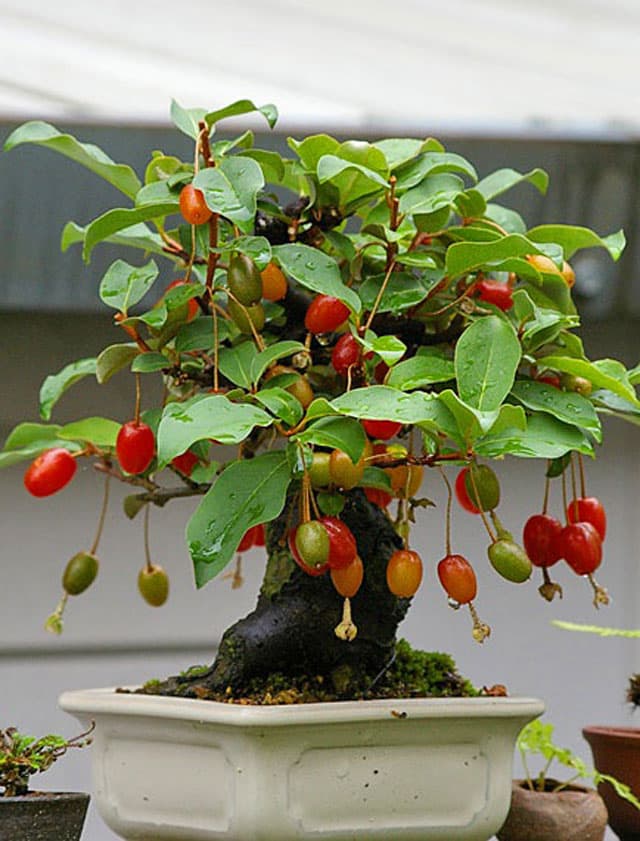 Mãn nhãn với những loại cây bonsai cho quả vừa đẹp mắt lại ý nghĩa