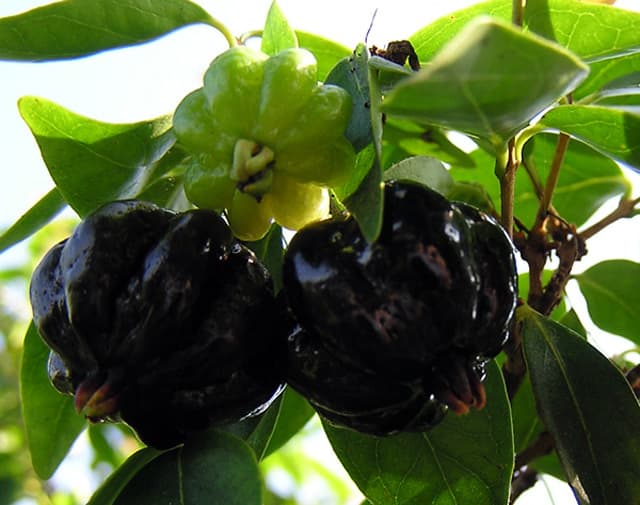 Mê tít những trái anh đào 8 múi đen thẫm cực lạ