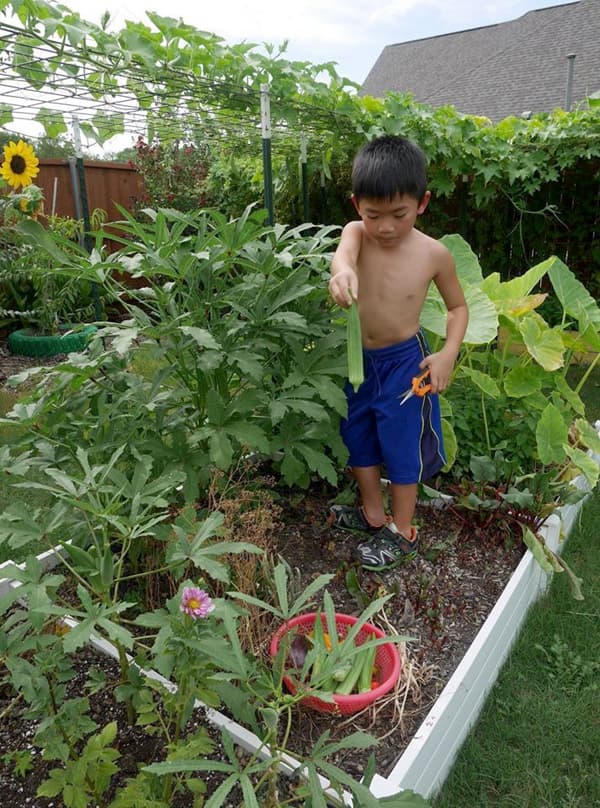 Con gái tặng mẹ vườn rau Việt trên đất Mỹ