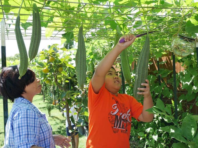 Con gái tặng mẹ vườn rau Việt trên đất Mỹ