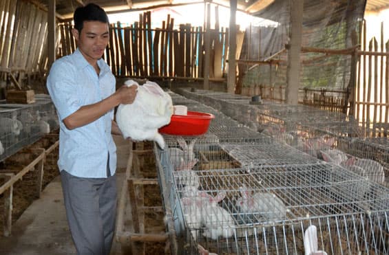Kỹ thuật chăn nuôi thỏ sinh sản làm giàu cùng nhà nông