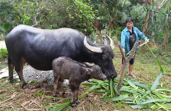 Kỹ thuật chăn nuôi trâu bò cái sinh sản ở Việt Nam