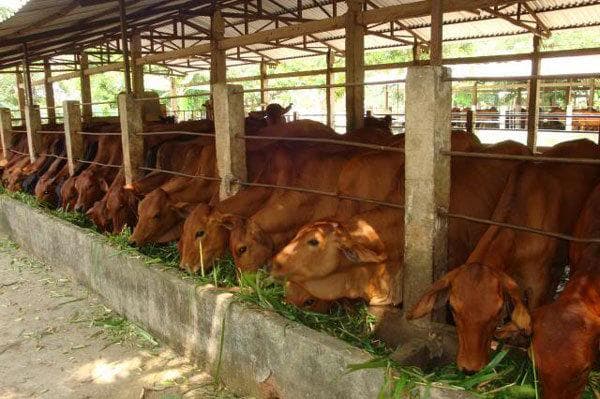 Kỹ thuật chăn nuôi trâu bò cái sinh sản ở Việt Nam