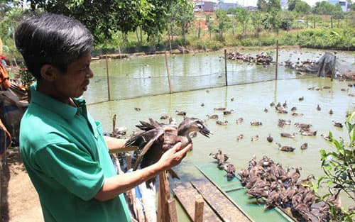 Kỹ thuật chăn nuôi vịt trời theo mô hình hiệu quả nhất