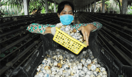 Mô hình nuôi chim cút khép kín - người dân hứng trứng thu hàng trăm triệu đồng