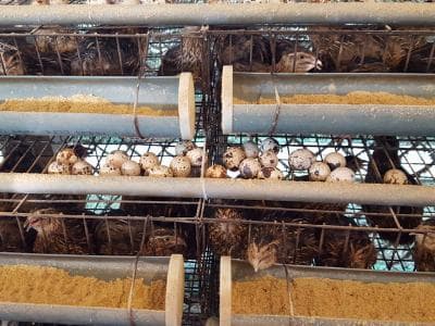 Mô hình nuôi chim cút khép kín - người dân hứng trứng thu hàng trăm triệu đồng