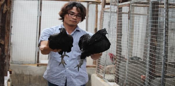 Nuôi gà cảnh thú vui mới thu tiền tỷ của người trẻ Việt Nuôi gà cảnh thú vui mới thu tiền tỷ của người trẻ Việt
