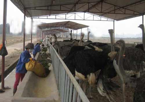 Xây dựng mô hình kỹ thuật chăn nuôi đà điểu Xây dựng mô hình kỹ thuật chăn nuôi đà điểu