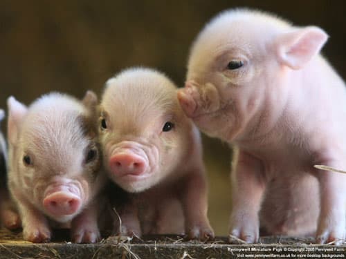 Cách phòng và trị bệnh cúm ở Lợn