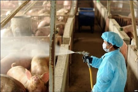 Cách phòng và trị bệnh cúm ở Lợn