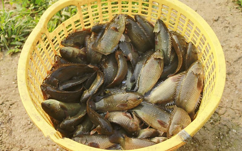 Mô hình nuôi cá rô đồng đạt hiệu quả kinh tế cao